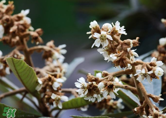 枇杷花孕婦能喝嗎？枇杷花孕婦可以喝嗎？
