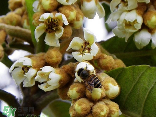 枇杷花孕婦能喝嗎？枇杷花孕婦可以喝嗎？
