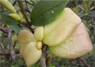 茶耳孕婦能吃嗎？孕婦能吃茶耳嗎？