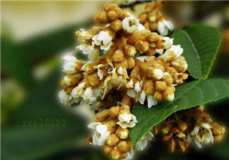 枇杷花孕婦能喝嗎？枇杷花孕婦可以喝嗎？