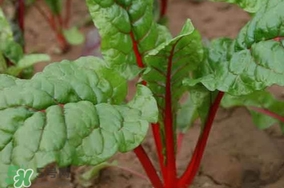 甜菜葉是否可以生吃？甜菜葉可以生吃嗎
