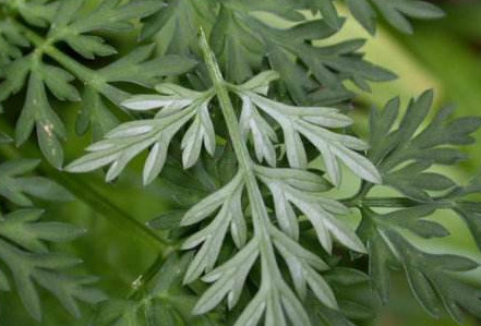茵陳泡水喝有什么好處？茵陳泡水喝有什么功效與禁忌