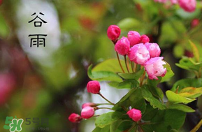 谷雨會下雨嗎？2017年谷雨會下雨嗎？