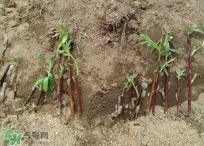 香椿可以扦插嗎？香椿什么時(shí)候扦插？