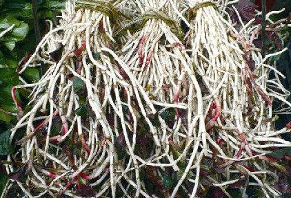 魚腥草根和葉哪個(gè)好？魚腥草根好還是葉子好