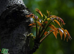 香椿芽可以冷凍嗎？香椿芽怎么冷凍？