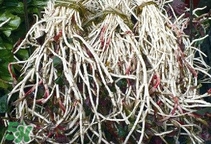 魚腥草根怎么吃？魚腥草根怎么做好吃