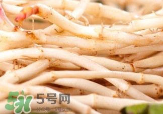 魚(yú)腥草根有什么作用？魚(yú)腥草根的功效與作用