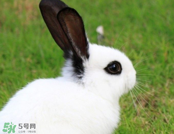 孕婦能吃兔子肉嗎？孕婦可以吃兔子肉嗎？