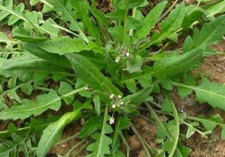 地菜是什么菜？地菜是不是薺菜