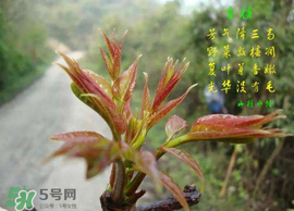 香椿臭嗎？香椿為什么那么臭？