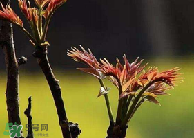 香椿臭嗎？香椿為什么那么臭？
