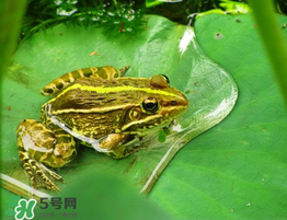 孕婦能吃青蛙嗎？孕婦可以吃青蛙嗎？