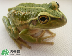 孕婦能吃青蛙嗎？孕婦可以吃青蛙嗎？