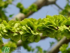 榆錢(qián)怎么清洗?榆錢(qián)怎么洗干凈?