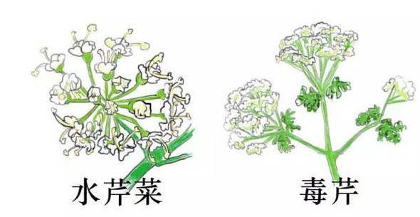 水芹菜有毒嗎？水芹菜有沒有毒