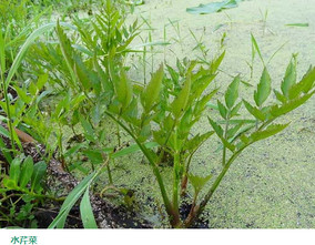 水芹菜和毒芹有哪些區(qū)別？水芹菜和毒芹圖片