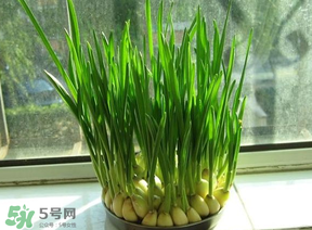 蒜苗發(fā)黃怎么回事？蒜苗發(fā)黃是什么原因？