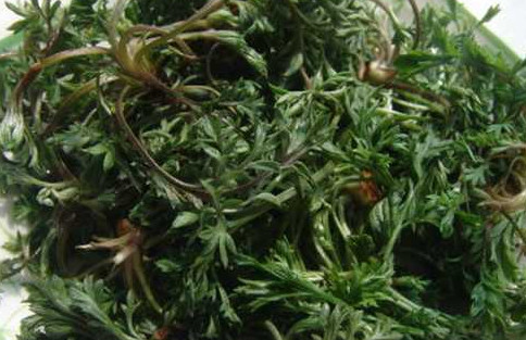 茵陳泡水喝有什么好處？茵陳泡水喝有什么功效與禁忌