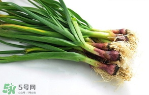 蒜苗多少錢一斤？蒜苗多少錢一斤2017？