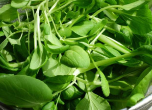 雞毛菜是什么菜？雞毛菜是小白菜嗎
