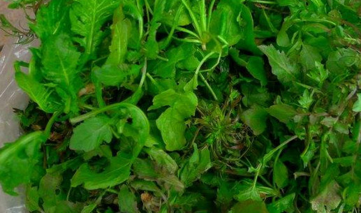 地菜是什么菜？地菜是不是薺菜