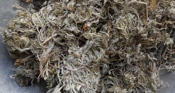 茵陳泡水喝有什么好處？茵陳泡水喝有什么功效與禁忌