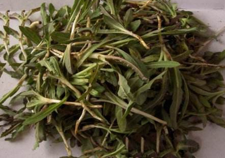 苦苦菜是什么菜？苦苦菜是苦苣嗎
