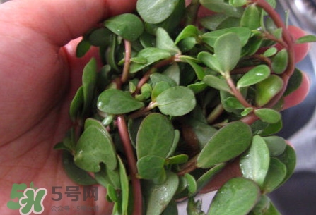 馬莧菜怎么吃？馬莧菜怎么做好吃