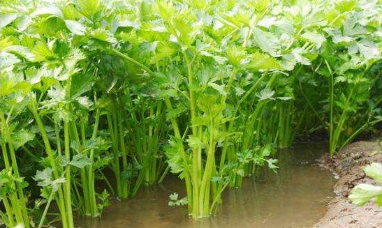 水芹菜有毒嗎？水芹菜有沒有毒