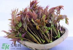 香椿芽怎么吃？新鮮香椿芽怎么吃