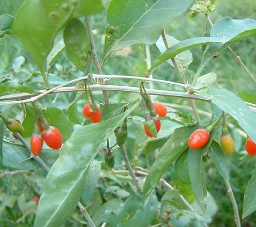 枸杞頭是什么樣子？枸杞頭是什么菜