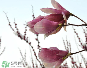 谷雨是什么季節(jié)？谷雨是春天還是夏天？