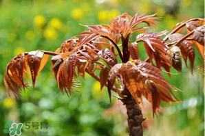 香椿紅的好還是綠的好？香椿紅色好還是綠色好？