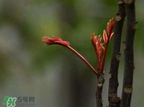 香椿有幾種？香椿哪種好？