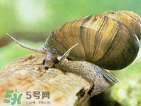 田螺可以凈化水質(zhì)嗎？田螺能凈化水質(zhì)嗎？