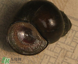 田螺死了能吃嗎？田螺剛死能吃嗎？
