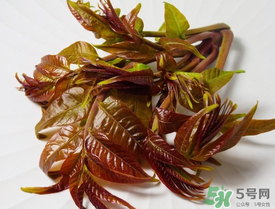 痛風(fēng)能吃香椿嗎？痛風(fēng)能吃香椿煎蛋嗎？