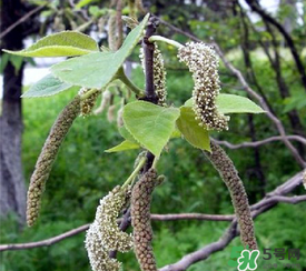 構(gòu)樹(shù)穗有什么作用？構(gòu)樹(shù)穗的作用