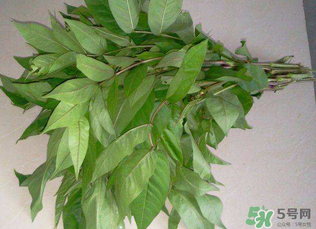 白花菜有什么功效？白花菜的功效是什么？