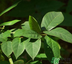 白花菜有什么功效？白花菜的功效是什么？