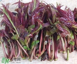 香椿芽怎么吃？新鮮香椿芽怎么吃