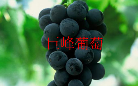 法國葡萄品種有哪些 法國最著名4大品種
