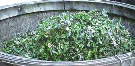 榆錢怎么存放？榆錢的保存方法