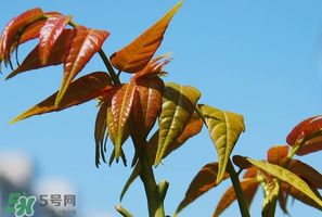 香椿可以助孕嗎？香椿有助孕的功效嗎？