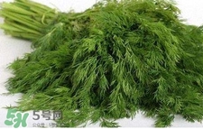 茴香苗有什么好處？茴香苗的功效與作用
