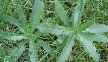 刺菜煮水喝有什么作用？刺菜泡水喝有什么好處
