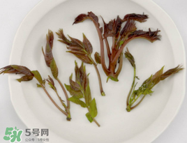 香椿能泡茶嗎？香椿茶的功效與作用