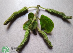 蒸構(gòu)樹花兒孕婦可以吃嗎？孕婦可以吃蒸構(gòu)樹花兒嗎？
