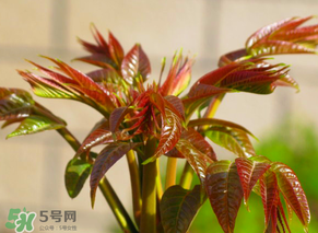 香椿會(huì)致癌嗎？香椿吃多了會(huì)致癌嗎？ 
